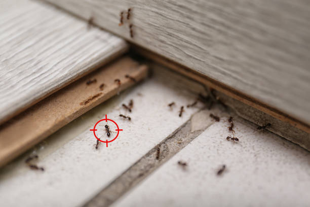 Real Estate Pest Inspections in Baileys Crossroads, VA